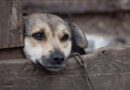 Vince 92mila euro al SuperEnalotto e dona tutto ai cani abbandonati Vince 92mila euro al SuperEnalotto e dona tutto ai cani abbandonati