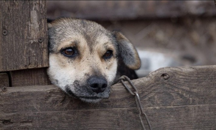 Vince 92mila euro al SuperEnalotto e dona tutto ai cani abbandonati Vince 92mila euro al SuperEnalotto e dona tutto ai cani abbandonati