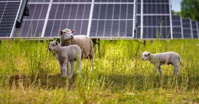 In una fattoria fotovoltaica la Volkswagen utilizza 100 pecore al posto dei tosaerba In una fattoria fotovoltaica la Volkswagen utilizza 100 pecore al posto dei tosaerba